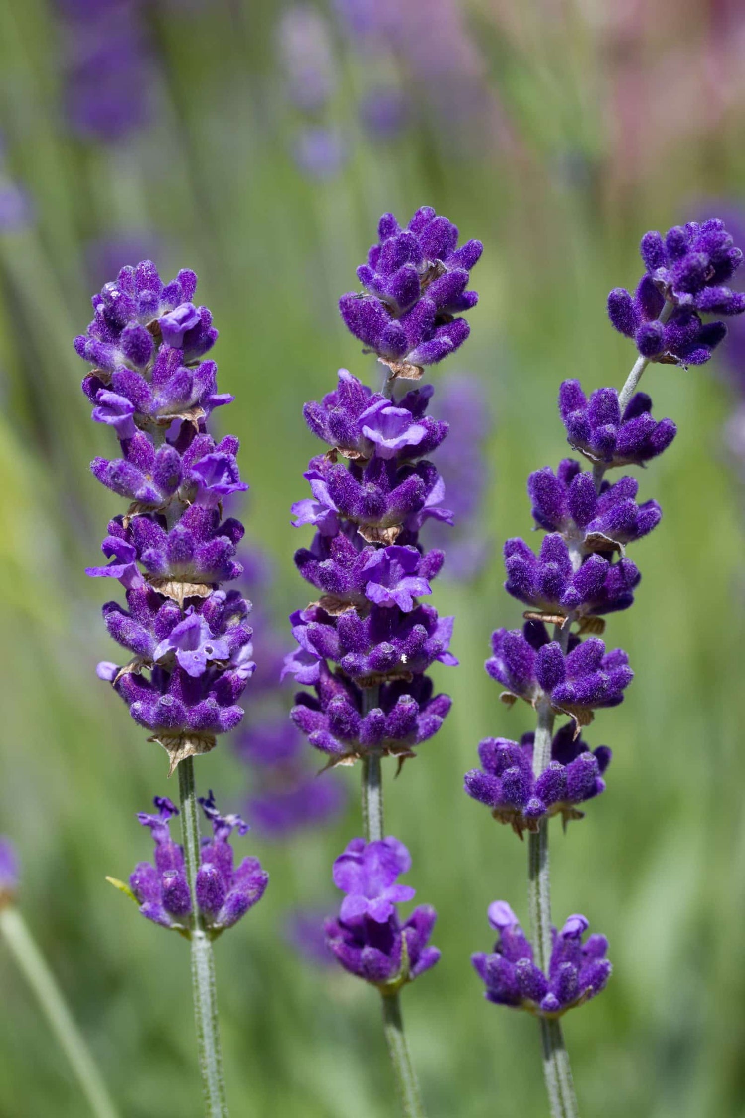 Close-up of blooming lavender flowers with soft green background