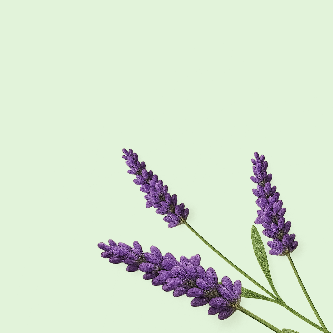Minimalist arrangement of three lavender sprigs on light green background